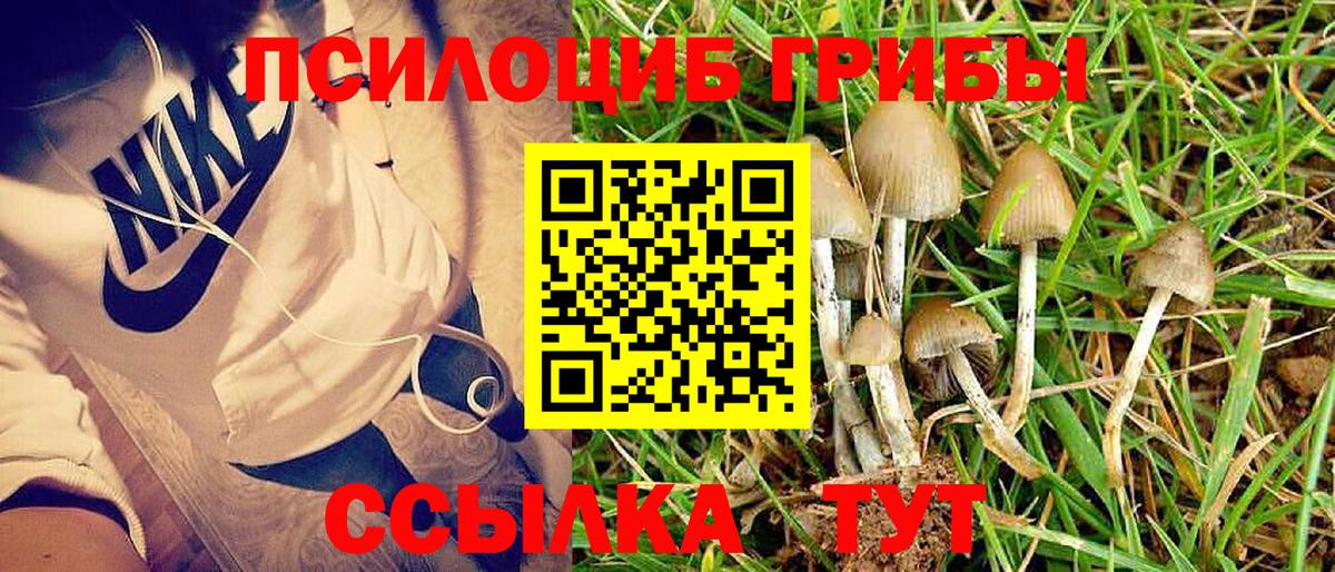 Красный Сулин  где продают наркотики  Псилоцибиновые грибы Psilocybine cubensis  Вход с VPN  Псилоцибиновые грибы прущие грибы 